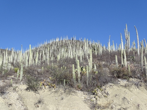Cephalocereus columna-trajani, photograph 5
