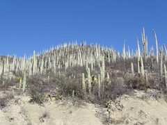 Cephalocereus columna-trajani, photograph (c) Alexis López Hernández, some rights reserved (CC BY)