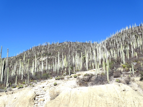 Cephalocereus columna-trajani (Cephalocereus columna-trajani)