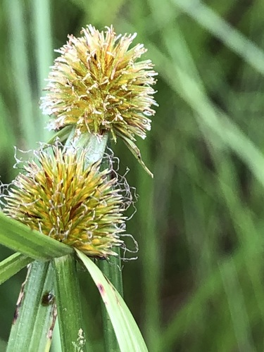White kyllinga (Cyperus erectus)