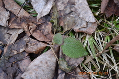Lamioideae