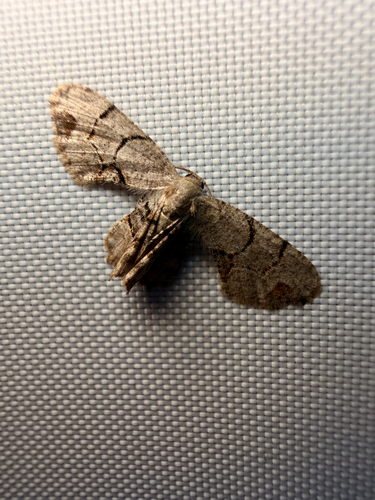 Gray Scoopwing photo 6
