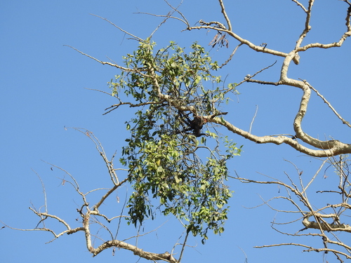 leafy mistletoe (Dendrophthoe falcata)