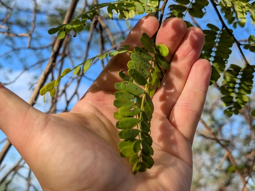 Tamarindus indica observed 2026-03-21