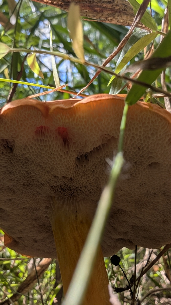 Tylopilus balloui · March 2026 · photo: © teacay (iNaturalist, cc-by-nc)