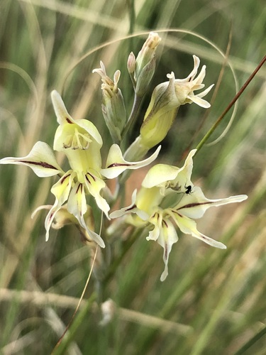 Partridge Pypie (Gladiolus permeabilis)