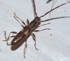 Heterachthes quadrimaculatus