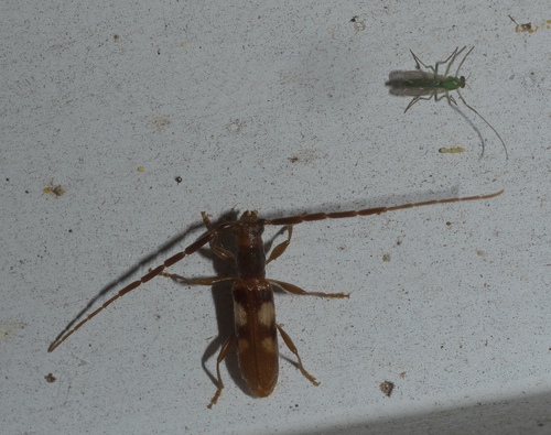 Four-spotted Hickory Borer photo 4