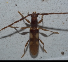 Heterachthes quadrimaculatus