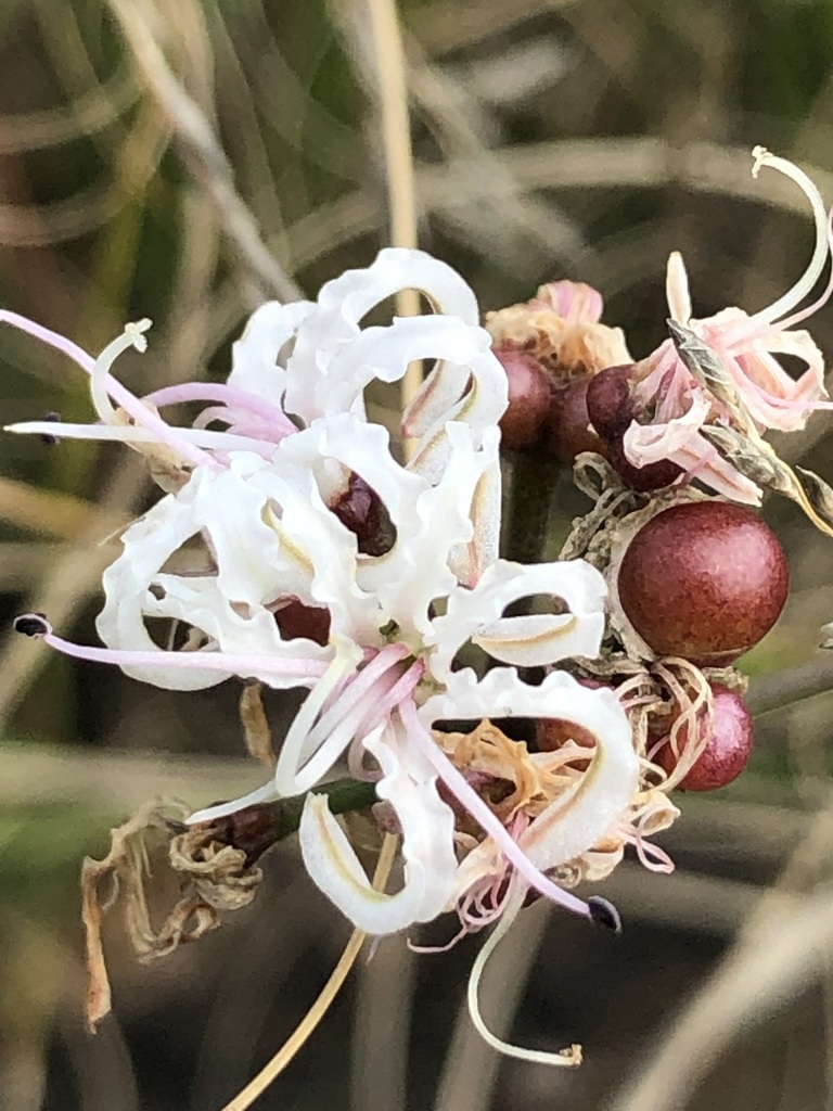 Nerine rehmannii, Kensington, Johannesburg, 2101, South Africa
