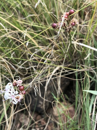 Nerine rehmannii