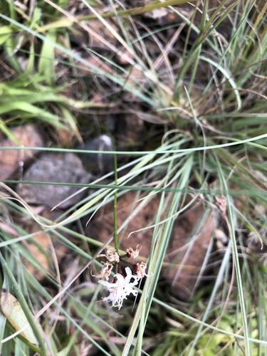 Nerine rehmannii
