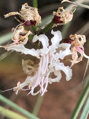 Nerine rehmannii