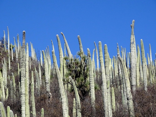 Cephalocereus columna-trajani, photograph 3