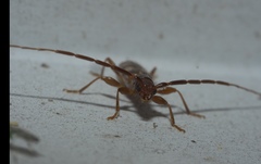 Heterachthes quadrimaculatus