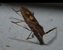 Heterachthes quadrimaculatus