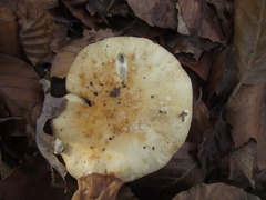 Russula fellea