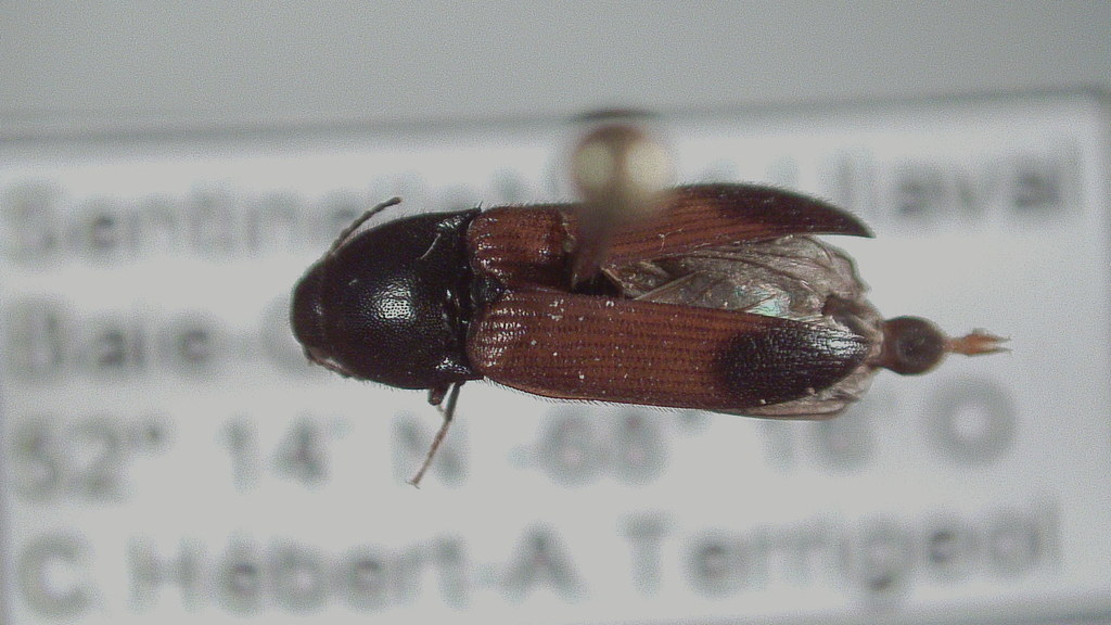 Quebec Click Beetle