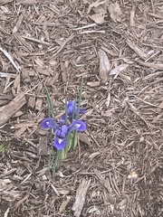 Iris reticulata