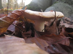 Russula fellea