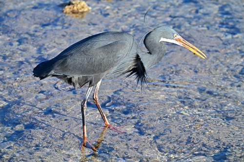 Garceta dimorfa (Egretta gularis)
