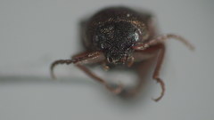 Agriotes limosus