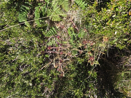 Chaerophyllum eriopodum, 2026-03-22