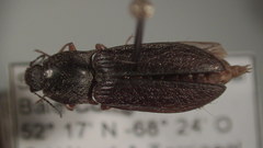 Setasomus aratus