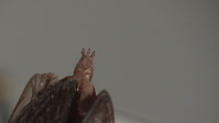 Setasomus aratus