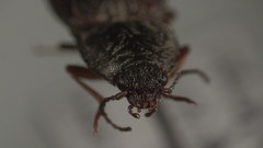 Setasomus aratus