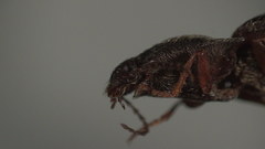 Setasomus aratus