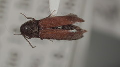 Ampedus miniipennis