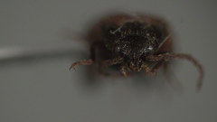 Ampedus miniipennis