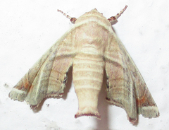 Eutelia callichroma