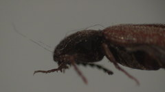 Ampedus miniipennis