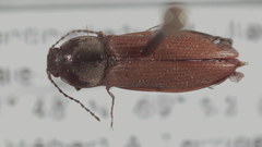 Pseudanostirus watsoni