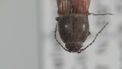 Pseudanostirus watsoni