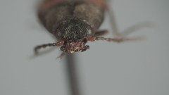 Pseudanostirus watsoni