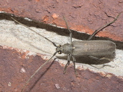 Knulliana cincta