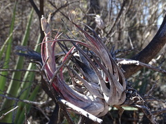 (c) Alexis López Hernández, some rights reserved (CC BY) Tillandsia circinnatioides, photograph (c) Alexis López Hernández, some rights reserved (CC BY)