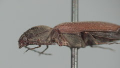 Pseudanostirus watsoni