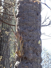 Tillandsia califani