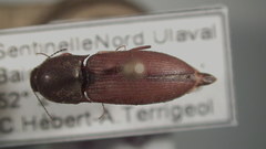 Agriotes quebecensis