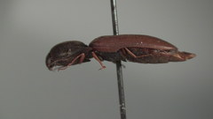 Agriotes quebecensis