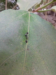 Camponotus