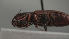 Agriotes quebecensis