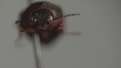 Agriotes quebecensis