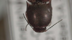 Agriotes quebecensis