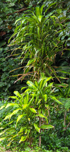 Dracaena fragrans, 2026-03-21