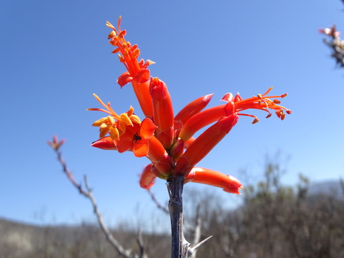 Fouquieria formosa